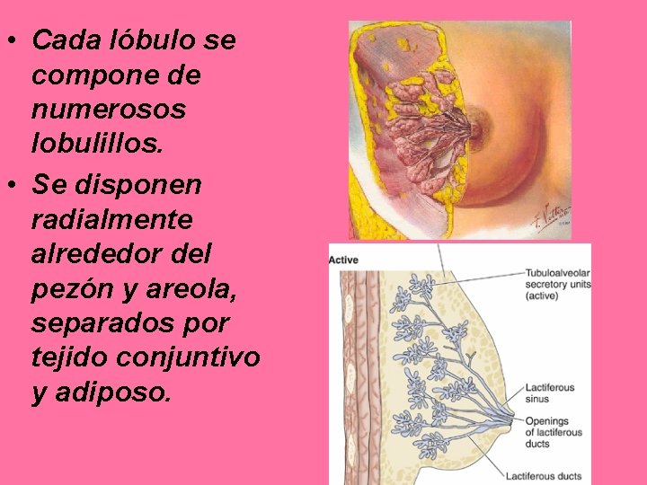  • Cada lóbulo se compone de numerosos lobulillos. • Se disponen radialmente alrededor