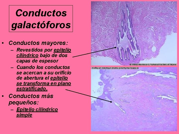 Conductos galactóforos • Conductos mayores: – Revestidos por epitelio cilíndrico bajo de dos capas