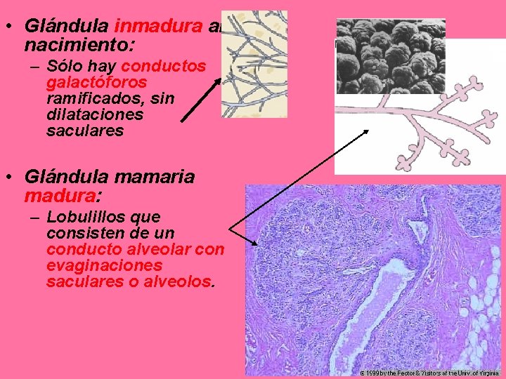  • Glándula inmadura al nacimiento: – Sólo hay conductos galactóforos ramificados, sin dilataciones