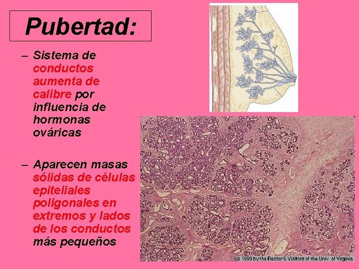 Pubertad: – Sistema de conductos aumenta de calibre por influencia de hormonas ováricas –