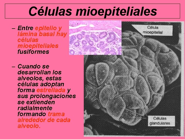 Células mioepiteliales – Entre epitelio y lámina basal hay células mioepiteliales fusiformes – Cuando