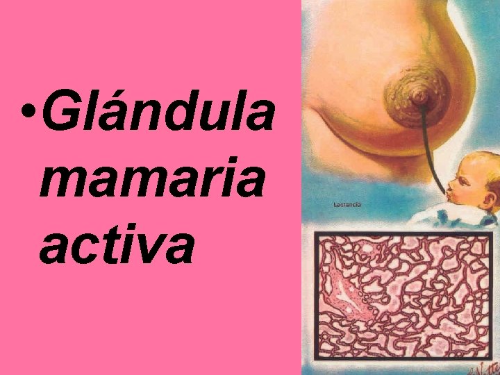  • Glándula mamaria activa 