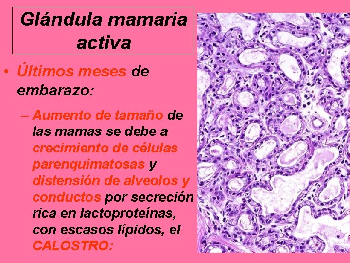 Glándula mamaria activa • Últimos meses de embarazo: – Aumento de tamaño de las
