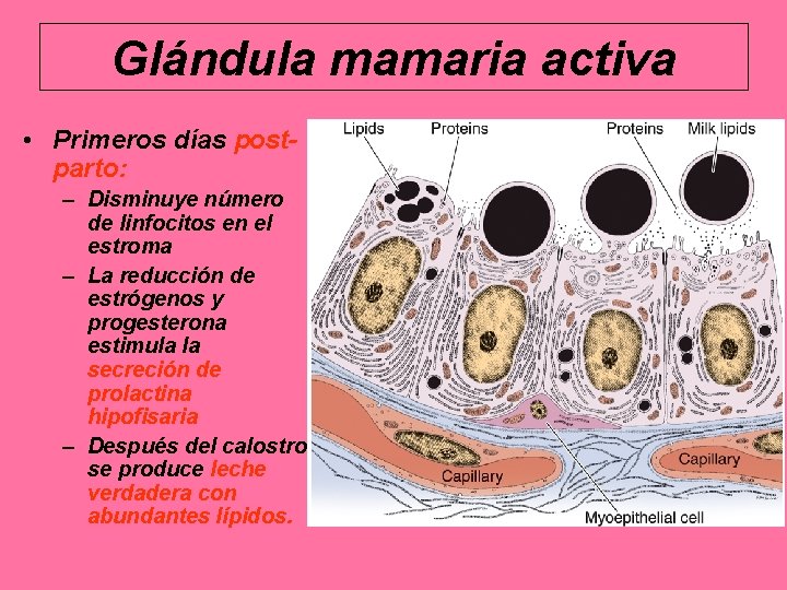 Glándula mamaria activa • Primeros días postparto: – Disminuye número de linfocitos en el