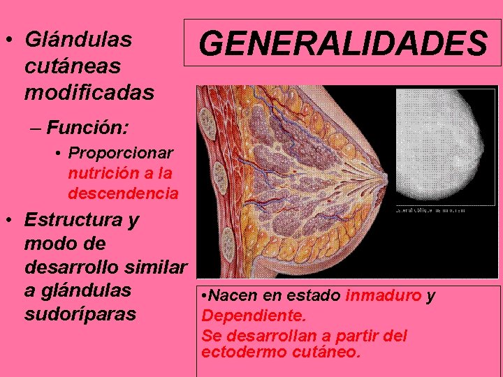  • Glándulas cutáneas modificadas GENERALIDADES – Función: • Proporcionar nutrición a la descendencia