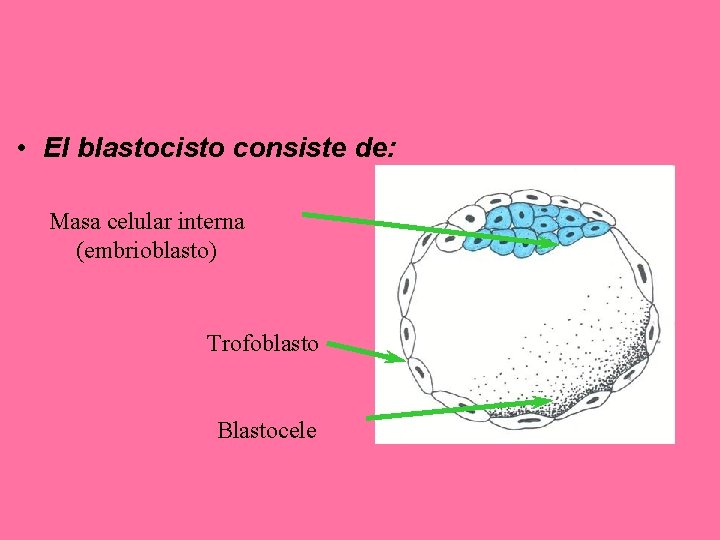  • El blastocisto consiste de: Masa celular interna (embrioblasto) Trofoblasto Blastocele 