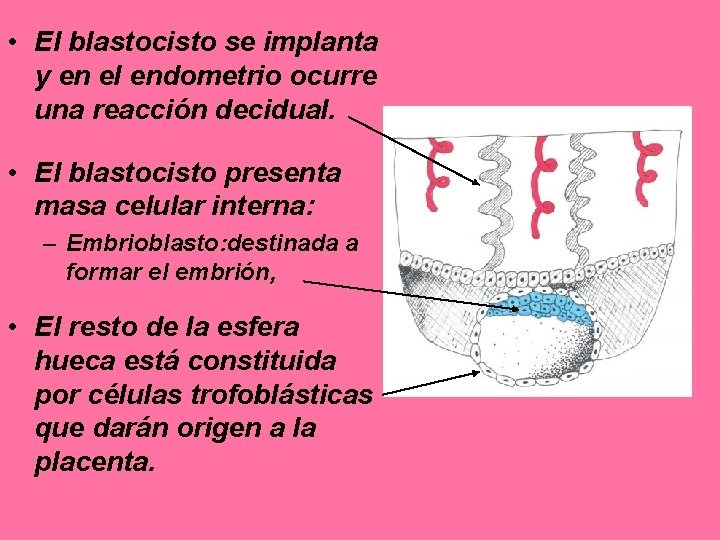  • El blastocisto se implanta y en el endometrio ocurre una reacción decidual.