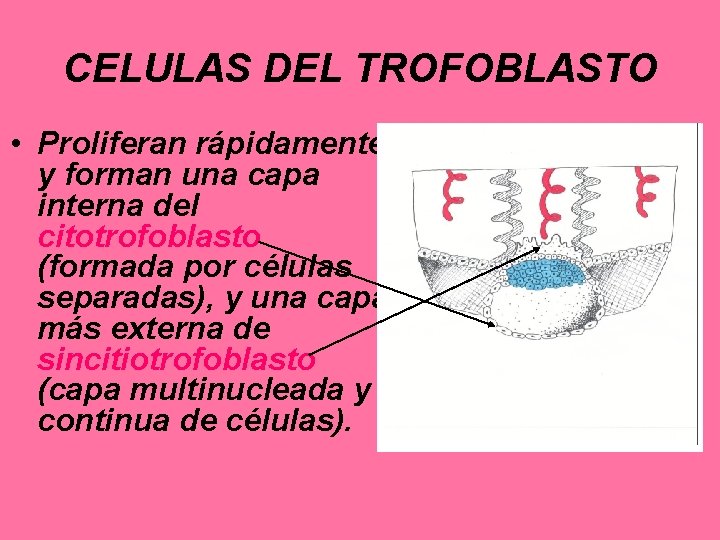 CELULAS DEL TROFOBLASTO • Proliferan rápidamente y forman una capa interna del citotrofoblasto (formada