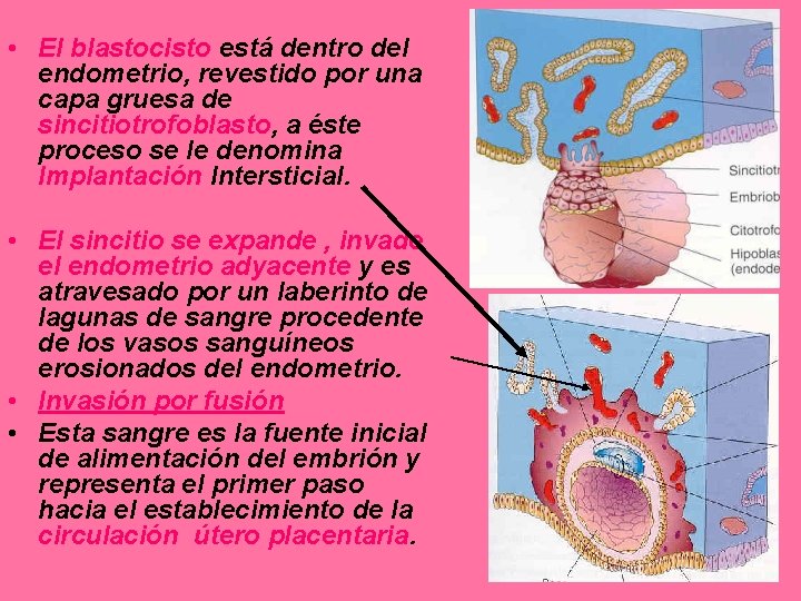  • El blastocisto está dentro del endometrio, revestido por una capa gruesa de
