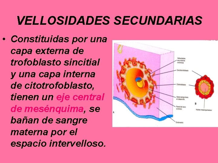 VELLOSIDADES SECUNDARIAS • Constituidas por una capa externa de trofoblasto sincitial y una capa