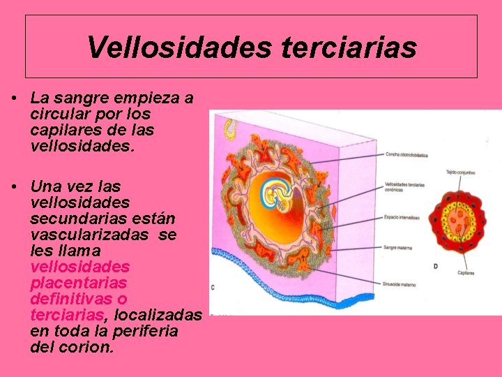 Vellosidades terciarias • La sangre empieza a circular por los capilares de las vellosidades.