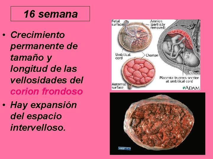 16 semana • Crecimiento permanente de tamaño y longitud de las vellosidades del corion