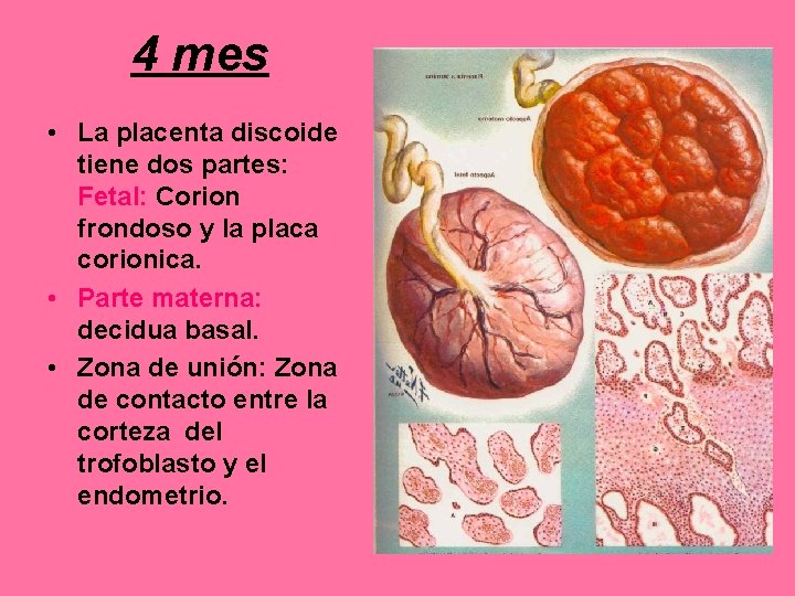 4 mes • La placenta discoide tiene dos partes: Fetal: Corion frondoso y la