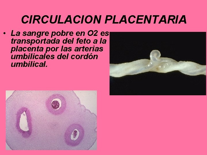 CIRCULACION PLACENTARIA • La sangre pobre en O 2 es transportada del feto a