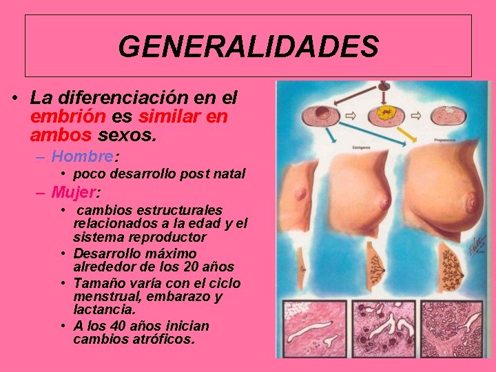 GENERALIDADES • La diferenciación en el embrión es similar en ambos sexos. – Hombre: