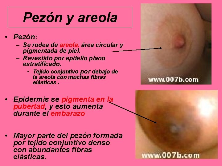 Pezón y areola • Pezón: – Se rodea de areola, área circular y pigmentada