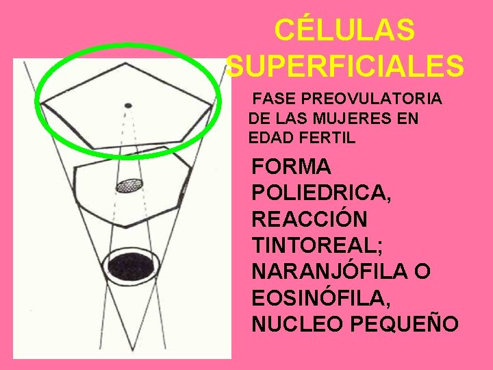 CÉLULAS SUPERFICIALES FASE PREOVULATORIA DE LAS MUJERES EN EDAD FERTIL FORMA POLIEDRICA, REACCIÓN TINTOREAL;