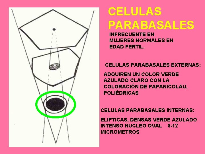 CELULAS PARABASALES INFRECUENTE EN MUJERES NORMALES EN EDAD FERTIL. CELULAS PARABASALES EXTERNAS: ADQUIREN UN