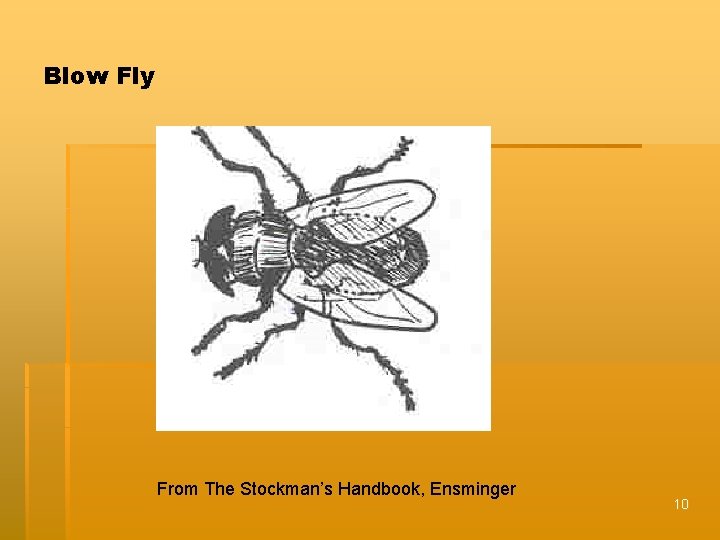 Blow Fly From The Stockman’s Handbook, Ensminger 10 