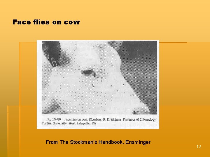 Face flies on cow From The Stockman’s Handbook, Ensminger 12 