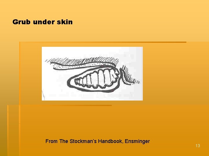 Grub under skin From The Stockman’s Handbook, Ensminger 13 