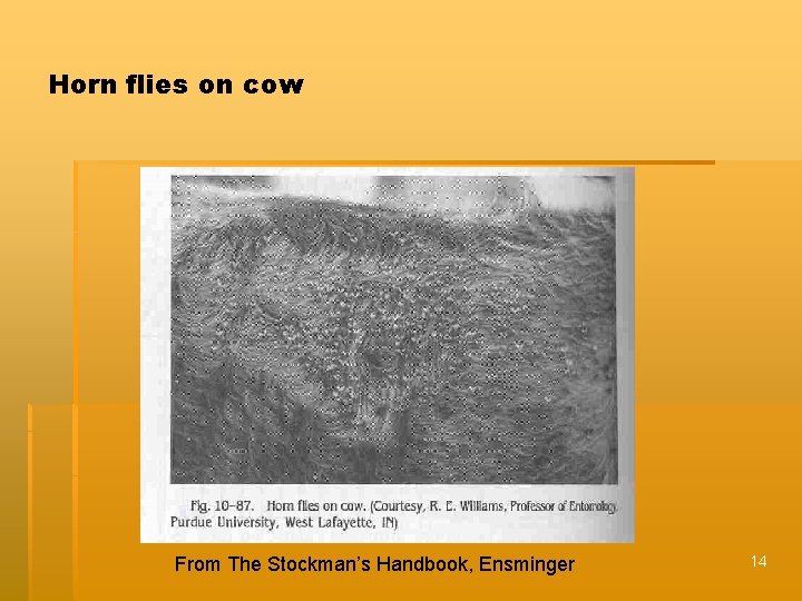 Horn flies on cow From The Stockman’s Handbook, Ensminger 14 