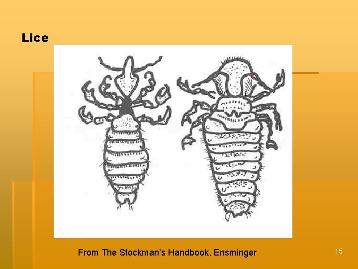 Lice From The Stockman’s Handbook, Ensminger 15 