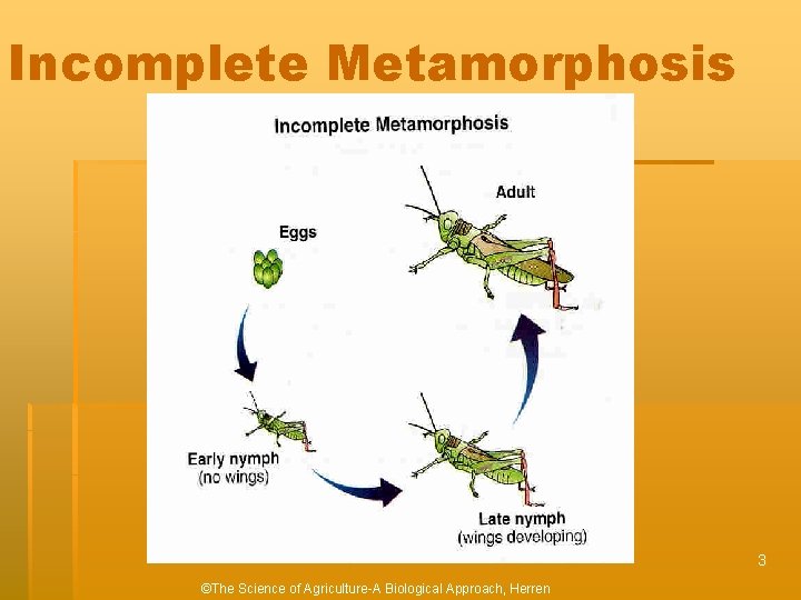 Incomplete Metamorphosis 3 ©The Science of Agriculture-A Biological Approach, Herren 