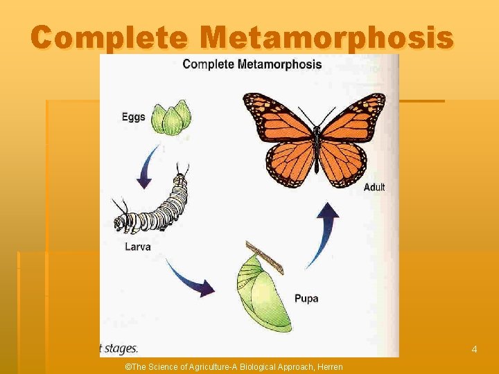 Complete Metamorphosis 4 ©The Science of Agriculture-A Biological Approach, Herren 