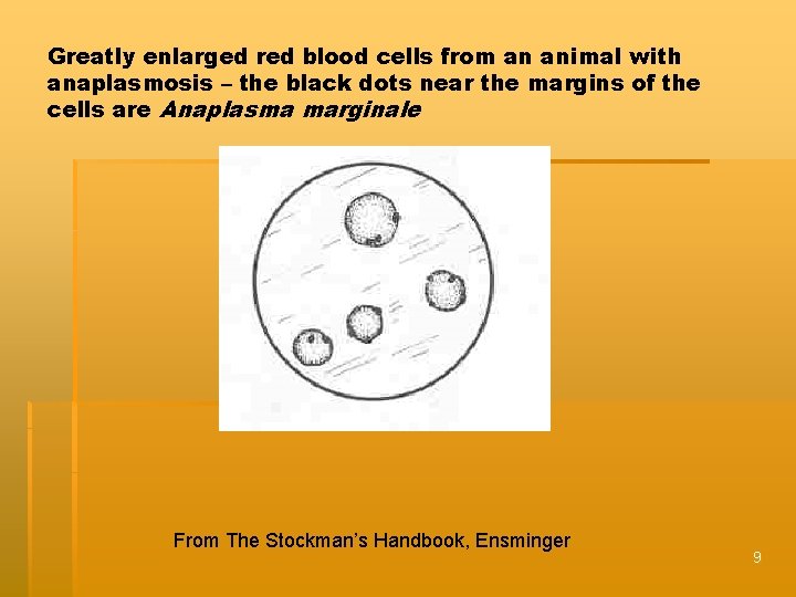 Greatly enlarged red blood cells from an animal with anaplasmosis – the black dots