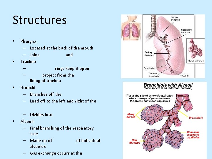 Structures • • Pharynx – Located at the back of the mouth – Joins