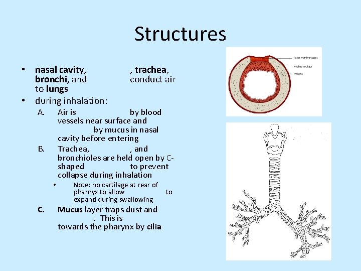Structures • nasal cavity, bronchi, and to lungs • during inhalation: A. B. •