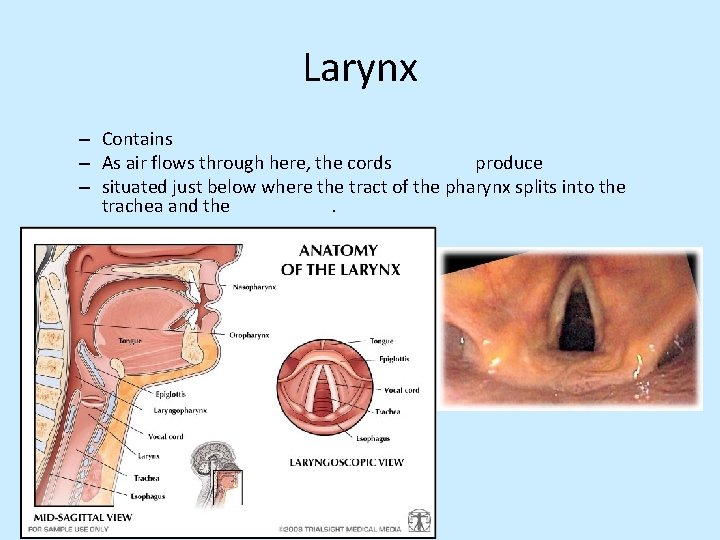 Larynx – Contains – As air flows through here, the cords produce – situated