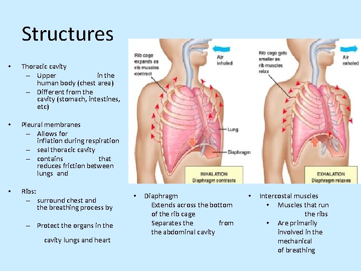 Structures • Thoracic cavity – Upper in the human body (chest area) – Different