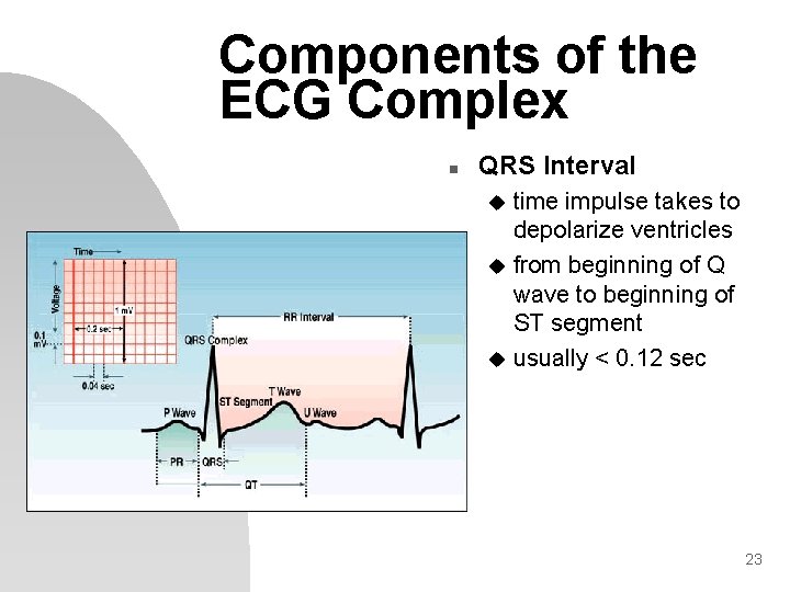 Components of the ECG Complex n QRS Interval time impulse takes to depolarize ventricles
