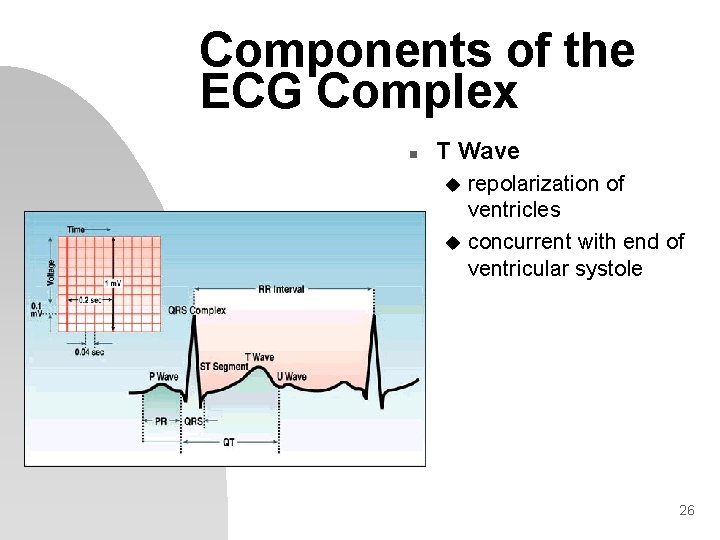 Components of the ECG Complex n T Wave repolarization of ventricles u concurrent with