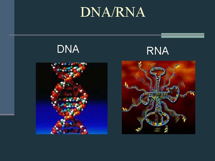 DNA/RNA DNA RNA 