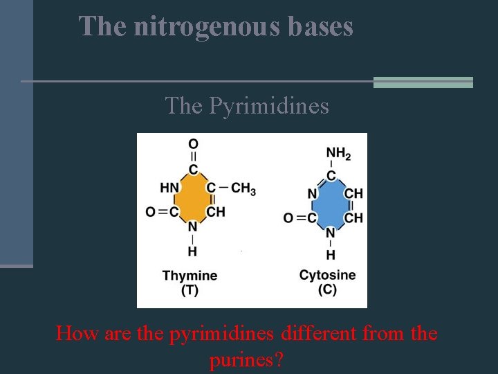 The nitrogenous bases The Pyrimidines How are the pyrimidines different from the purines? 