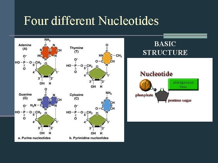 Four different Nucleotides BASIC STRUCTURE 