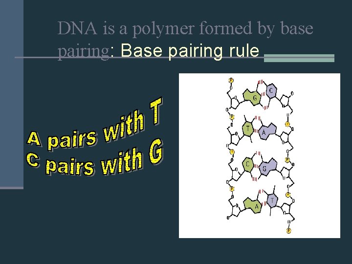 DNA is a polymer formed by base pairing: Base pairing rule 