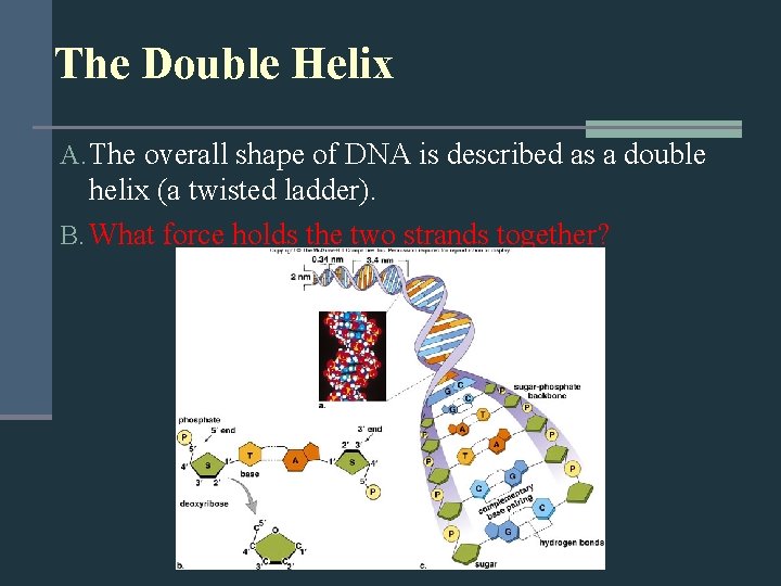 The Double Helix A. The overall shape of DNA is described as a double