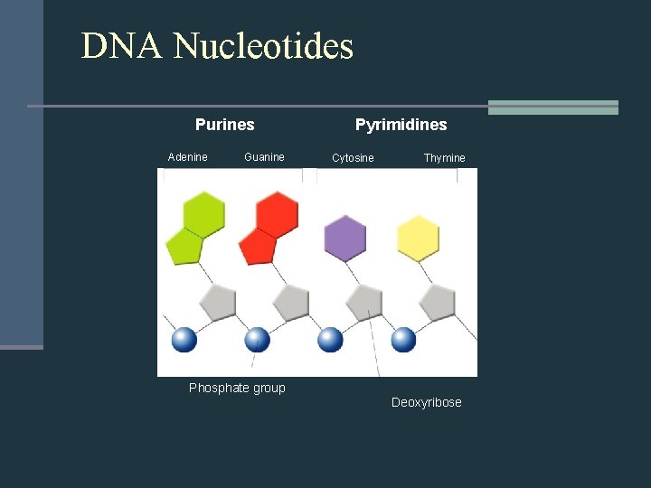  DNA Nucleotides Section 12 -1 Purines Adenine Guanine Pyrimidines Cytosine Thymine Phosphate group