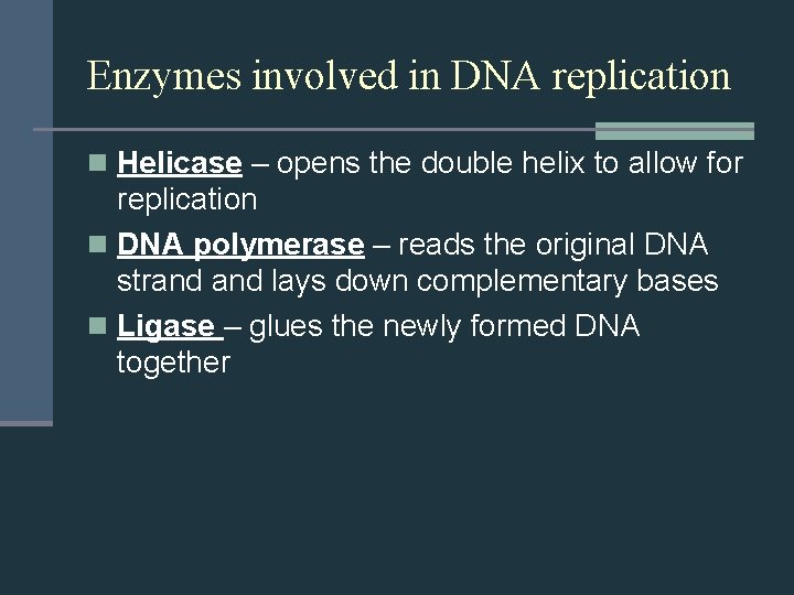 Enzymes involved in DNA replication n Helicase – opens the double helix to allow