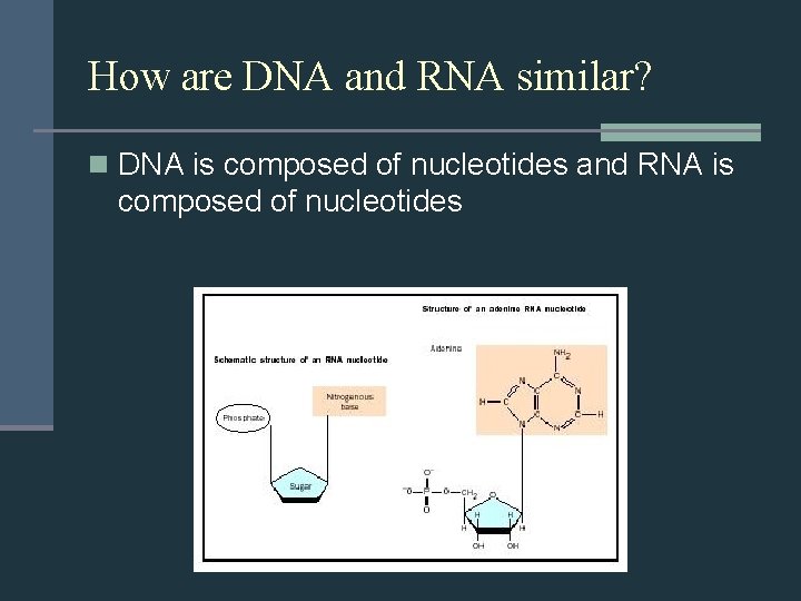 How are DNA and RNA similar? n DNA is composed of nucleotides and RNA