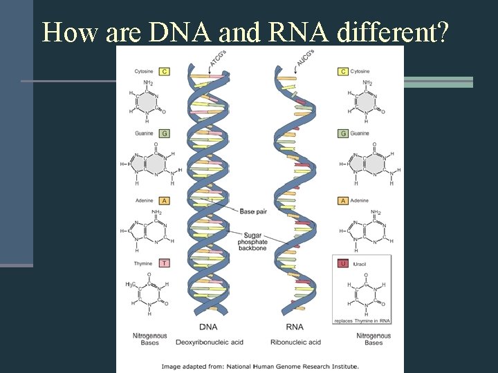 How are DNA and RNA different? 