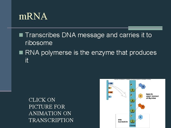 m. RNA n Transcribes DNA message and carries it to ribosome n RNA polymerse