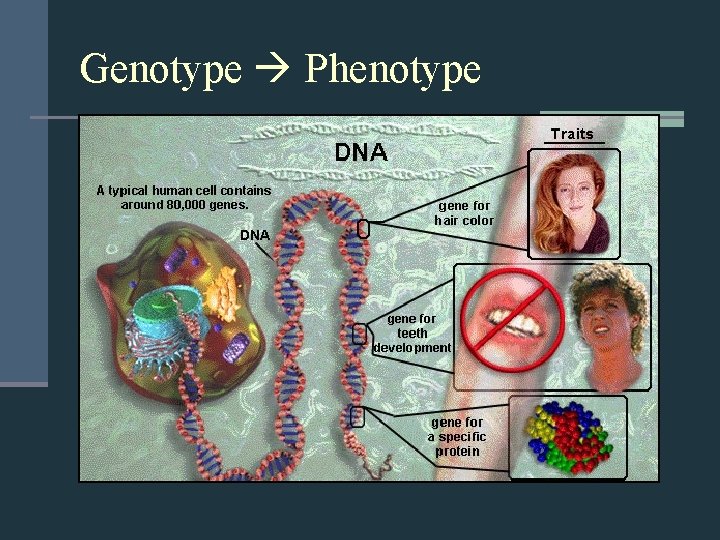 Genotype Phenotype DNA m. RNA t. RNA PROTEIN Transcription Translation 