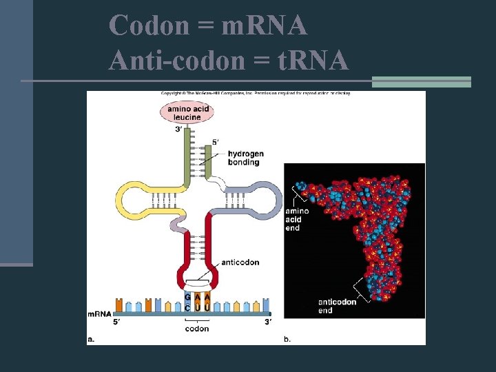 Codon = m. RNA Anti-codon = t. RNA 