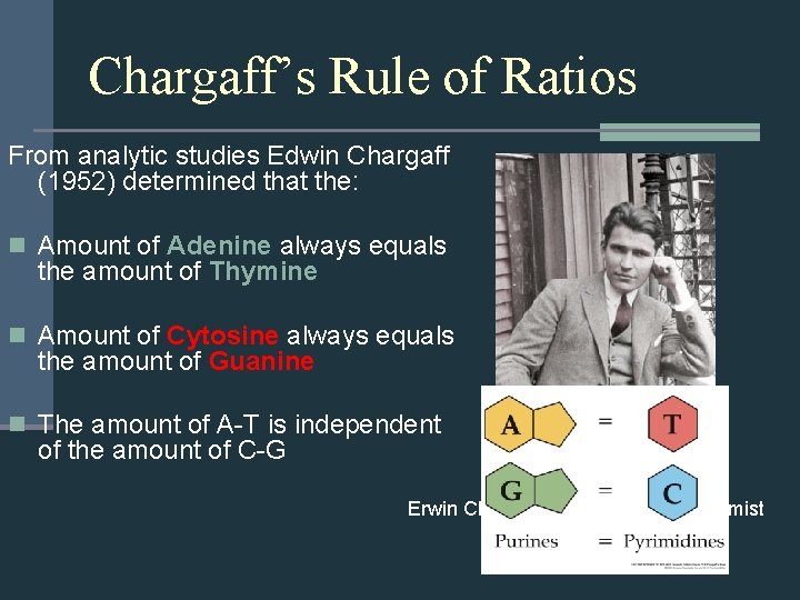 Chargaff’s Rule of Ratios From analytic studies Edwin Chargaff (1952) determined that the: n