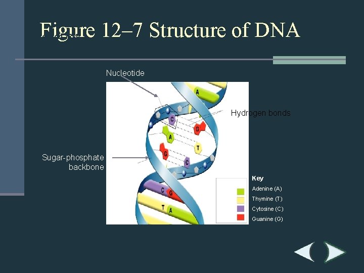 Figure 12– 7 Structure of DNA Section 12 -1 Nucleotide Hydrogen bonds Sugar-phosphate backbone